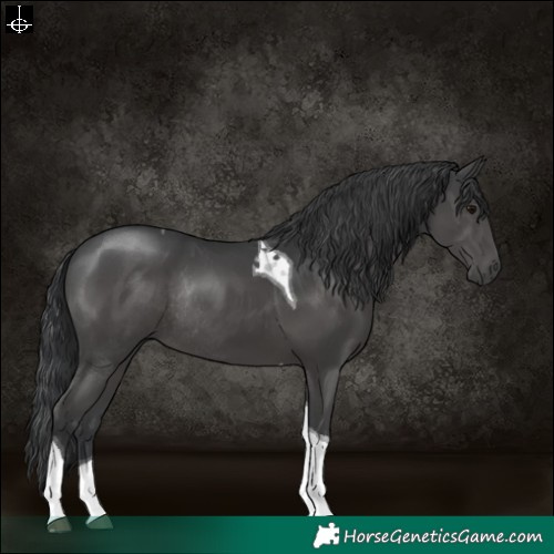 Horse Color:Black Tobiano Rabicano 