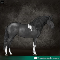 Horse Color:Black Tobiano Rabicano