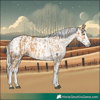 Horse Color:Palomino Splash  and Palomino Splash Appaloosa 