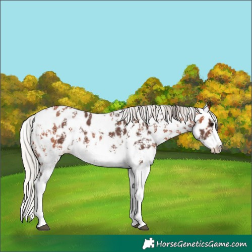 Horse Color:Silver Bay Sabino Splash Leopard  and Silver Bay Sabino Splash Leopard 