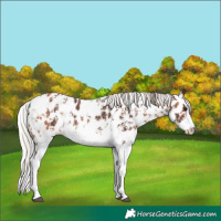 Horse Color:Silver Bay Sabino Splash Appaloosa and Silver Bay Sabino Splash Appaloosa