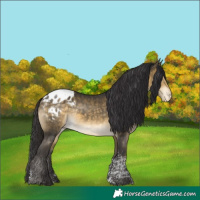 Horse Color:Buckskin Mushroom Tobiano Blanket Rabicano