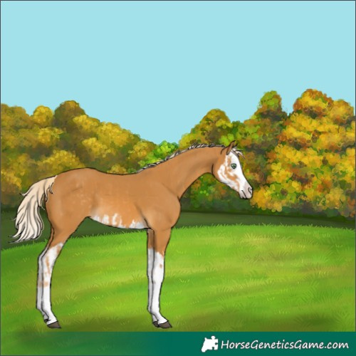 Horse Color:Palomino Splash  and Palomino Splash 