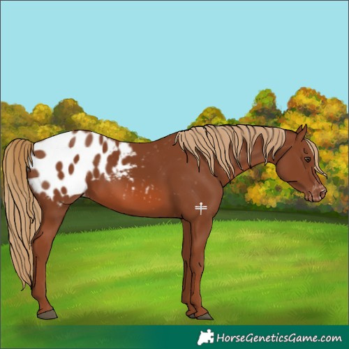 Horse Color:Chestnut Appaloosa 