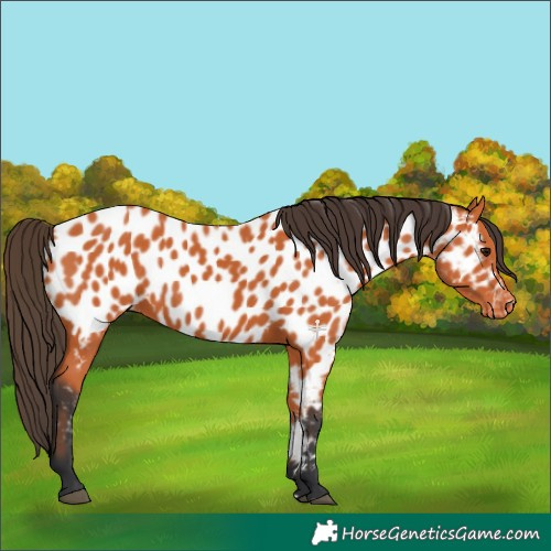Horse Color:Bay Near Leopard 