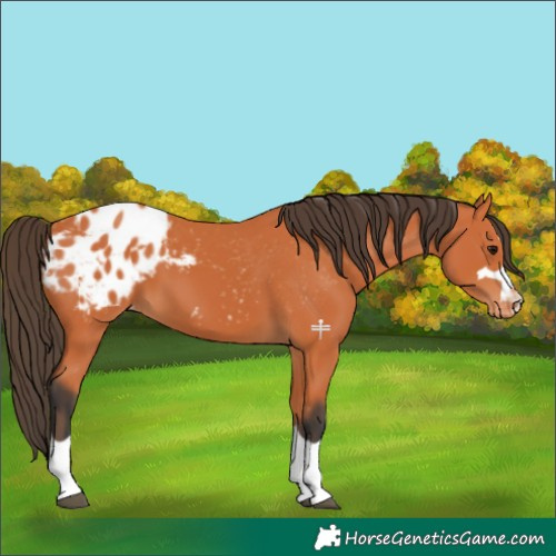 Horse Color:Bay Appaloosa 