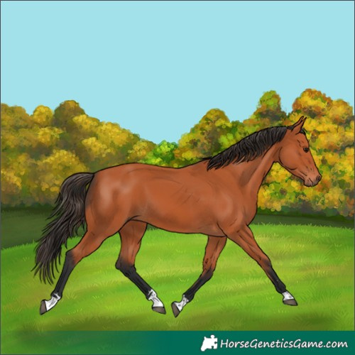 Horse Color:Bay 