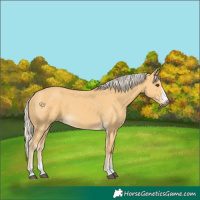 Horse Color:Palomino