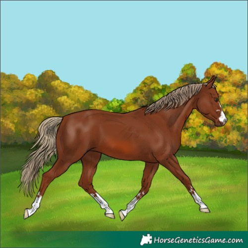 Horse Color:Chestnut 