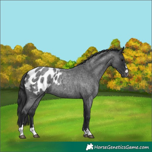 Horse Color:Blue Roan Appaloosa 