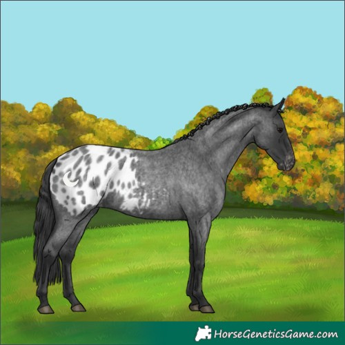 Horse Color:Blue Roan Blanket 