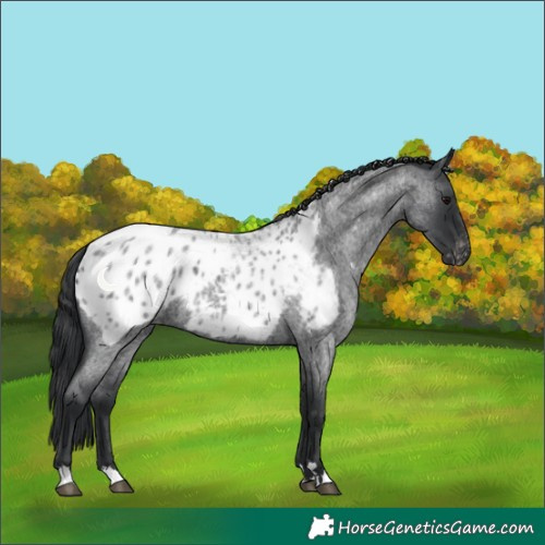 Horse Color:Blue Roan Blanket 