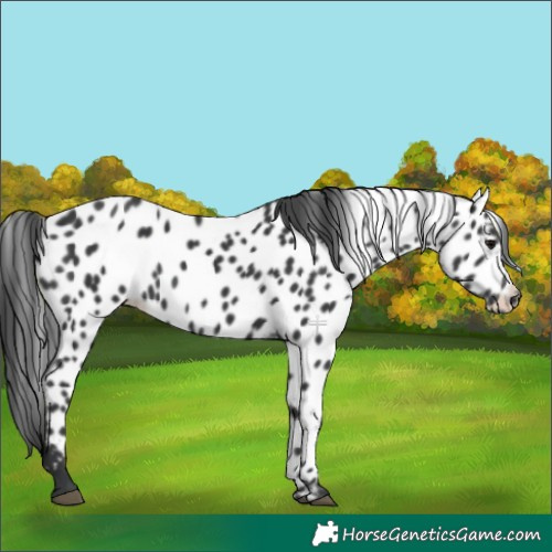 Horse Color:Black Leopard 