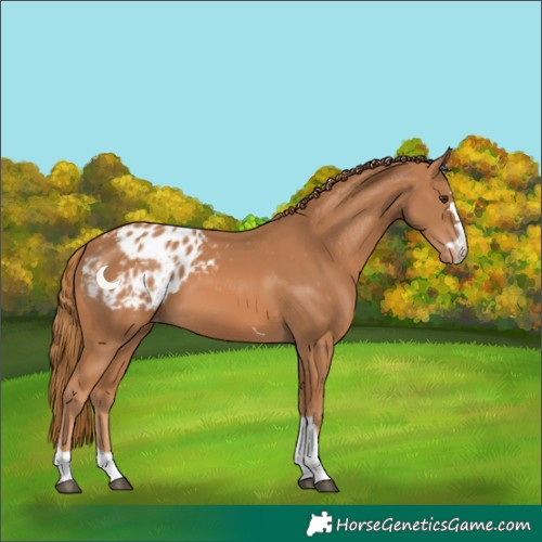 Horse Color:Chestnut Appaloosa 