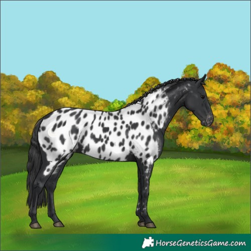 Horse Color:Black Appaloosa 