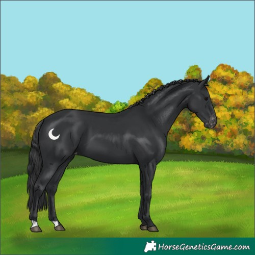 Horse Color:Black Appaloosa 