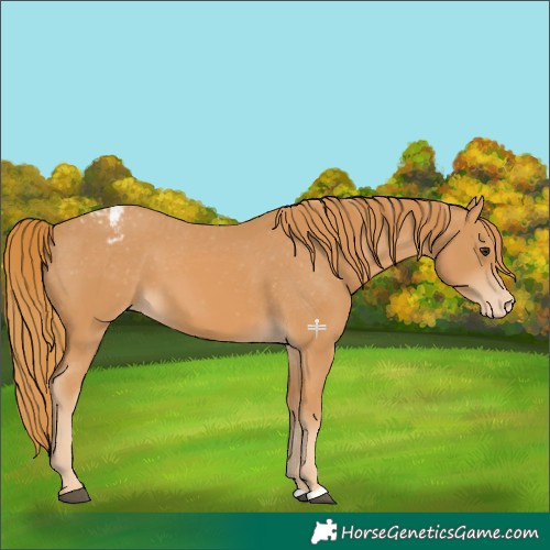 Horse Color:Chestnut Appaloosa 