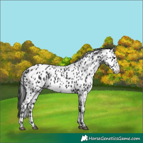 Horse Color:Black Leopard 