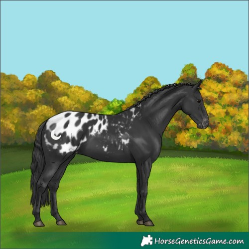 Horse Color:Black Appaloosa 