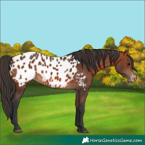 Horse Color:Bay Appaloosa 
