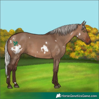 Horse Color:White Spotted Silver Brown Dun 