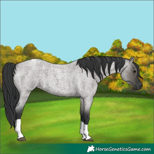 Horse Color:Grullo Roan Tobiano 