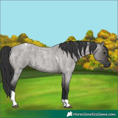 Horse Color:Grullo Roan Tobiano 