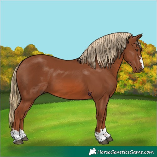 Horse Color:Chestnut 