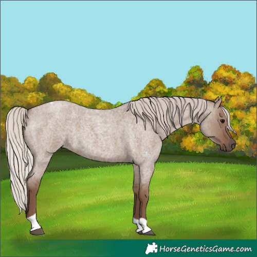 Horse Color:Silver Grullo Roan Tobiano 