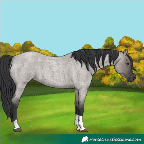 Horse Color:Grullo Roan Tobiano 