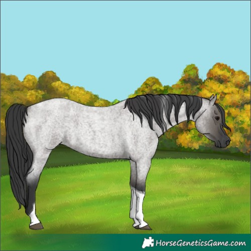 Horse Color:Grullo Roan Tobiano 