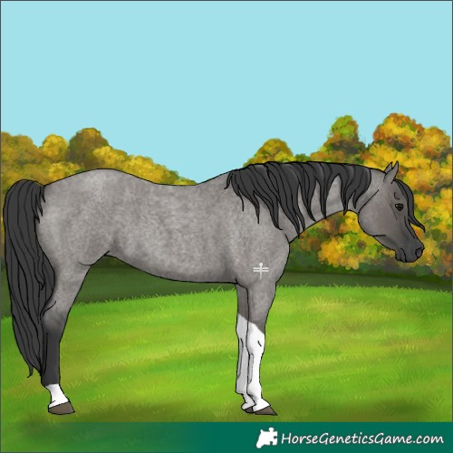 Horse Color:Grullo Roan Tobiano 