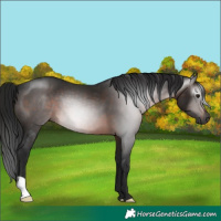 Horse Color:Gray Brown 