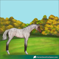 Horse Color:Silver Brown Roan 