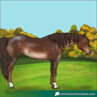Horse Color:Liver Chestnut 