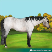 Horse Color:Gray Brown Roan 