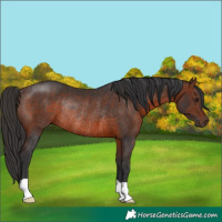 Horse Color:Brown Rabicano 