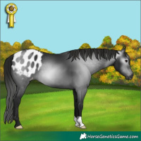 Horse Color:Gray Black Appaloosa 