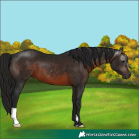Horse Color:Gray Brown 