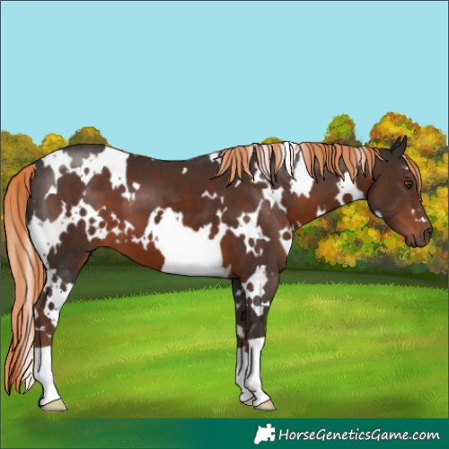 Horse Color:White Spotted Liver Chestnut 