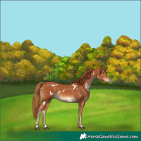 Horse Color:White Spotted Chestnut 