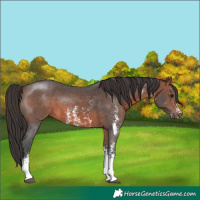 Horse Color:Brown Sabino