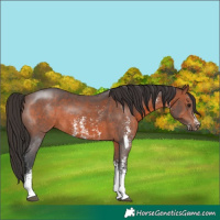 Horse Color:Brown Sabino