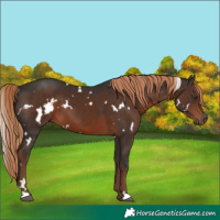 Horse Color:White Spotted Liver Chestnut 