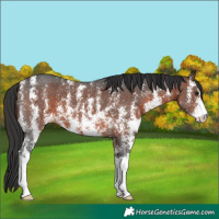 Horse Color:Brown Sabino 