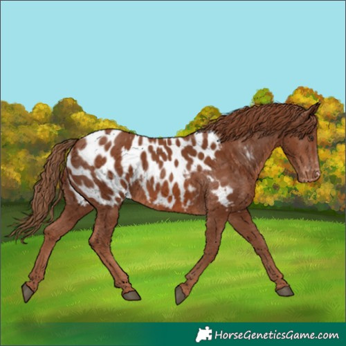 Horse Color:Chestnut Near Leopard 
