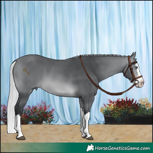 Horse Color:Silver Brown Chinchilla Splash 