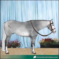 Horse Color:Silver Bay Chinchilla Sabino Rabicano
