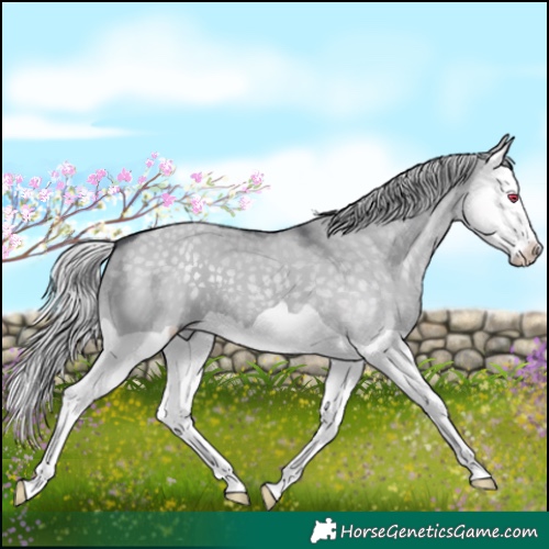 Horse Color:Silver Grullo Chinchilla Splash