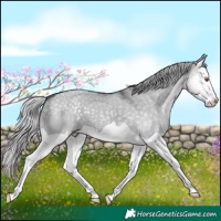 Horse Color:Silver Grullo Chinchilla Splash 